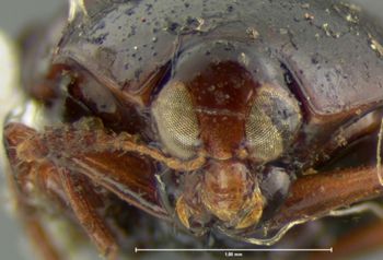 Media type: image;   Entomology 6635 Aspect: head frontal view